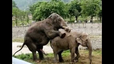 Elephants Mating: Rare images - YouTube