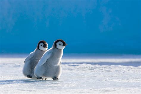baby penguin - Animal Stock Photos - Kimballstock