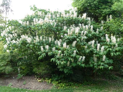 Bottlebrush Buckeye | Plant Profile | Sylvan Gardens Landscape Contractors