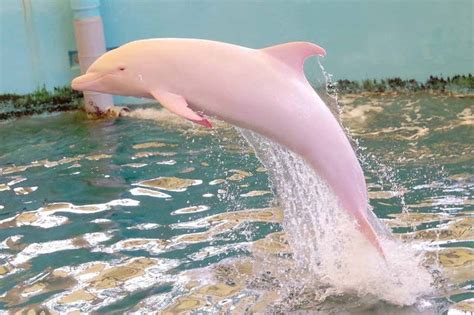 Japan's jumping pink dolphin is one of a kind | New Scientist