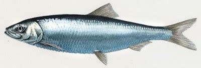 Pacific herring photos and wallpapers. Nice Pacific herring pictures