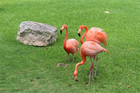 Flamingos In Mexico Free Stock Photo - Public Domain Pictures