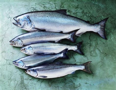 Everything You Need To Know About Wild Alaskan Salmon - Food Republic