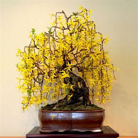 Weeping Forsythia - Forsythia suspensa | Buy Online at Seeds Of Plenty – Seeds of Plenty