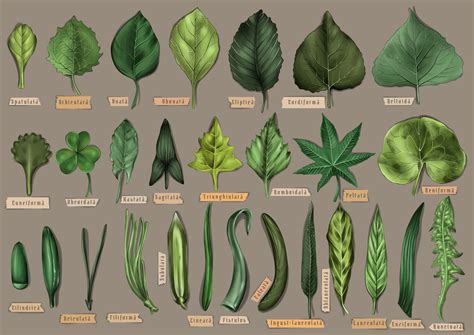 ArtStation - Leaf shapes