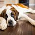 Canine Bloat (GDV): Causes, Signs & Prevention | Australian Dog Lover