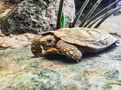 African Pancake Tortoise - Virginia Zoo