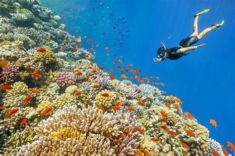 Intro Diving In Sharm El Sheikh