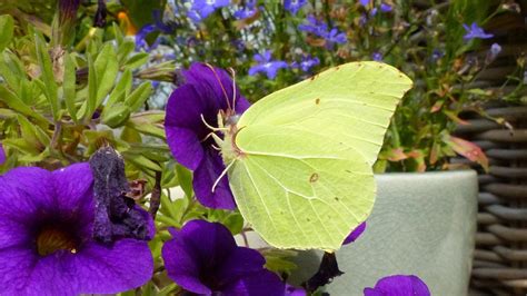 Common Brimstone | MarkEisingBirding