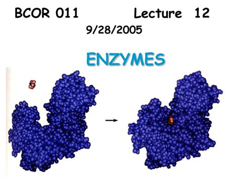 12 Enzymes 9 28 05