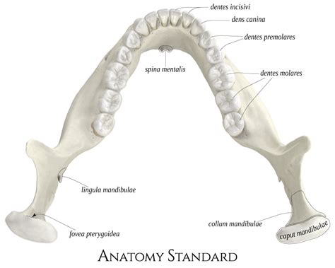 Mandibula