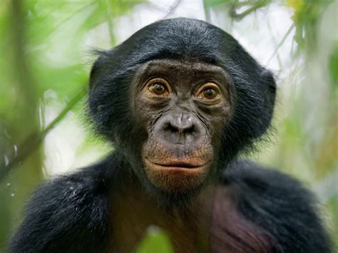 Bonobo, Democratic Republic of the Congo