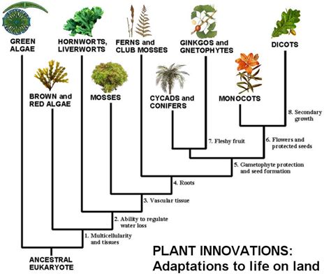 Biology: Plants - On Beyond Z