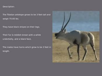 Tibetan Antelope - Powerpoint - Information Facts Pictures by KLS Reading