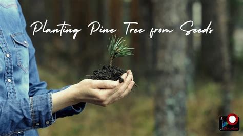 Planting Pine Tree from Seeds - YouTube