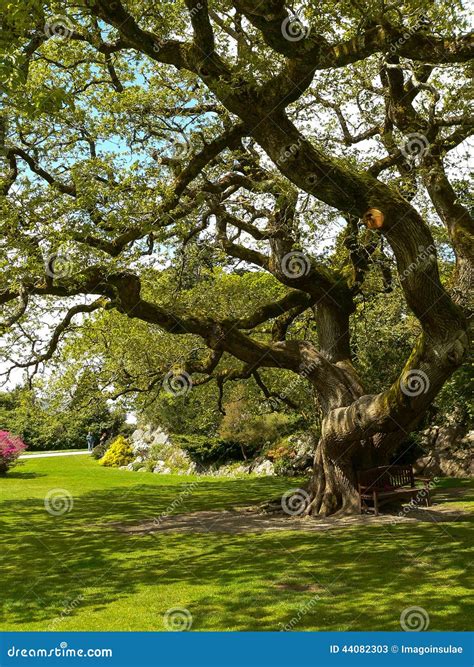 Muckross Yew Tree Editorial Photo | CartoonDealer.com #227256109