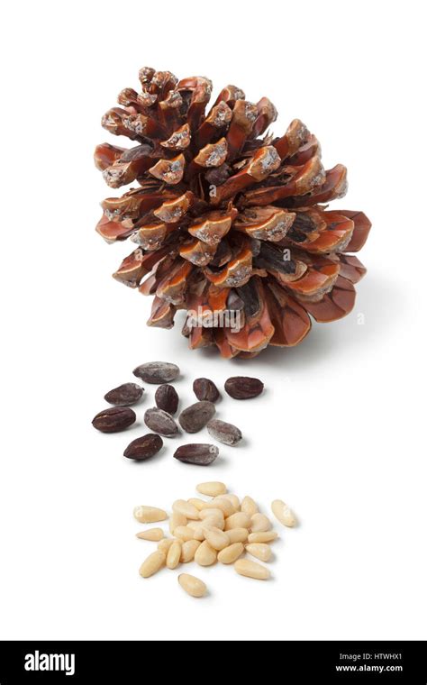 Pine Cone Seeds Look Like