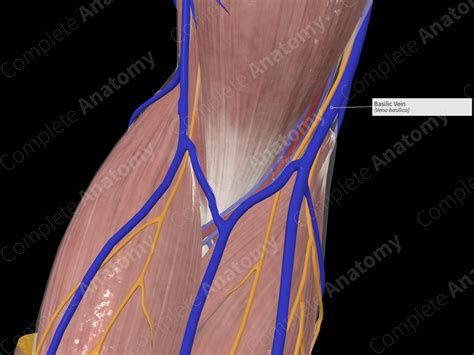 Basilic Vein | Complete Anatomy