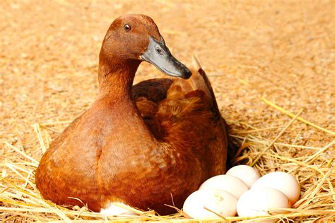 Will ducks sit on dead eggs? +11 Other Fun Facts - Farmhouse Guide