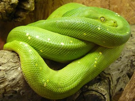 Green Snake · Free Stock Photo