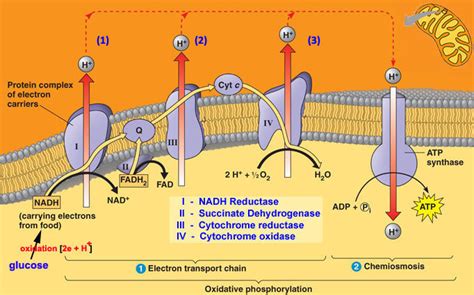 Describe the energy-related pathways of the electron transport chain and chemiosmosis. Include a ...