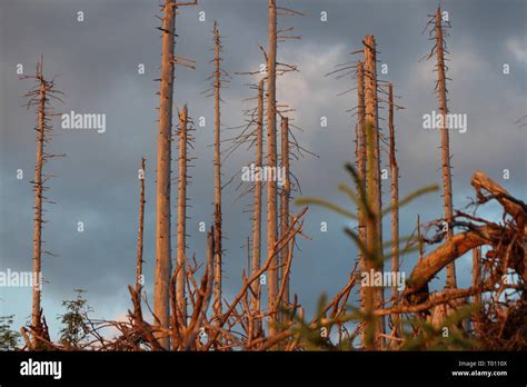 Bavarian Forest National Park Stock Photo - Alamy