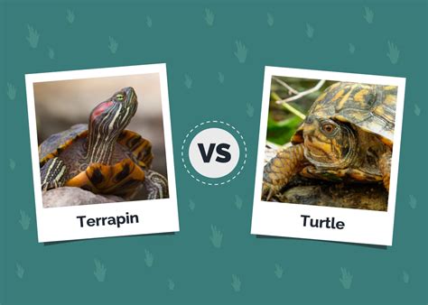 Terrapin vs Turtle: Differences & Comparison (With Pictures) | Hepper