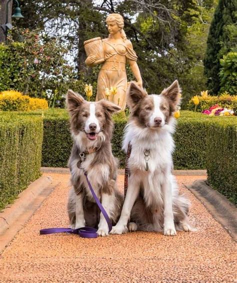 Border Collie Colors: All 24 Coat Colors Explained With Pictures