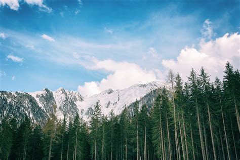 Snowy Mountains With Trees