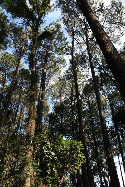 Green Trees in the Forest · Free Stock Photo