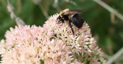 Natural Carpenter Bee Repellents to Help Keep the Little Buggers at Bay