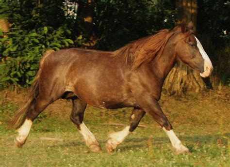 Breton Horses: Breed Profile, Facts, Photos and Care - Seriously Equestrian