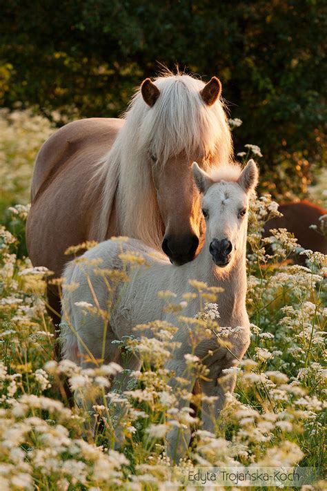 Icelandic Horse mare with foal - Edyta Trojańska-Koch