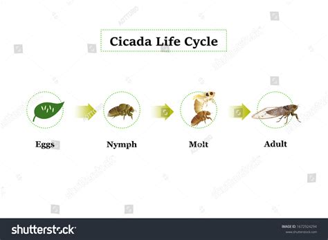 2,794 Life cycle cicada 图片、库存照片和矢量图 | Shutterstock