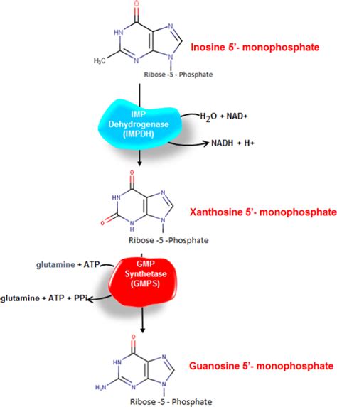 Guanosine Monophosphate Wikipedia