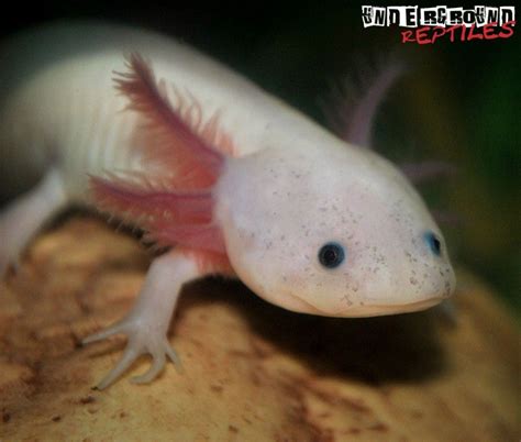 Leucistic Axolotls For Sale - Underground Reptiles | Axolote