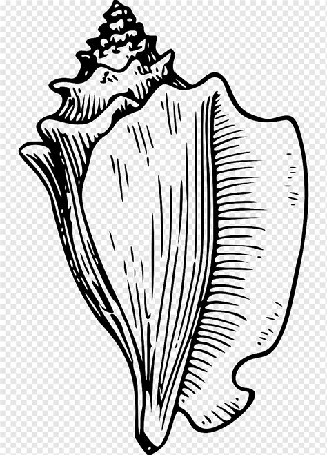 Lord of the Flies Coloring book Conch Seashell, conch, white, child, leaf png | PNGWing