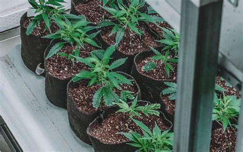 How to Grow Marijuana Indoors: Step-By-Step Guide