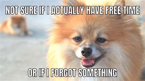 10+ Funny Pomeranian Memes