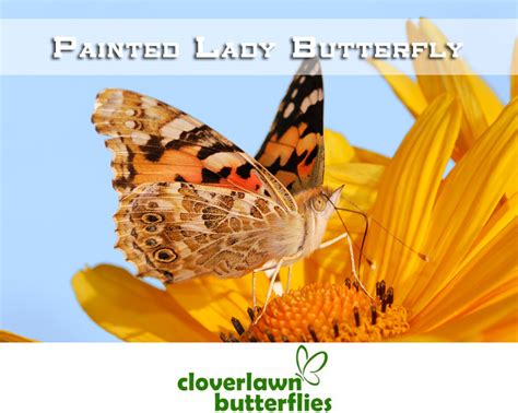 Painted Lady Butterfly Information and Painted Lady Butterfly Release ...