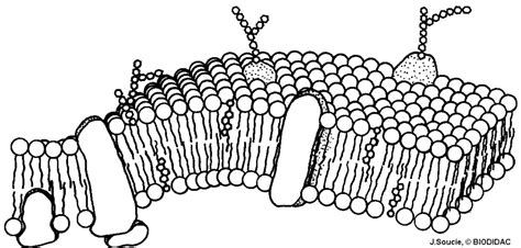 Cell Membrane Diagram | Quizlet