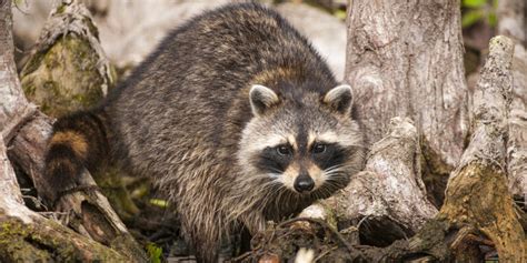 Wildlife & Birding – Silver Springs State Park