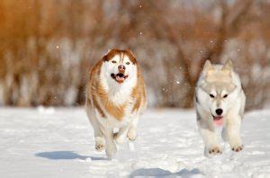 Red Husky: Everything You Should Know About The Red Siberian Husky | All Things Dogs