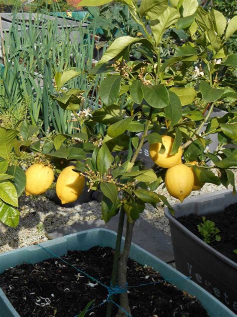 Lemon Trees in Pots - handy tips for growing lemons - GrowGoodNZ