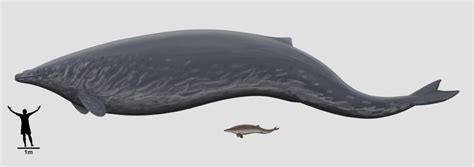 Meet Perucetus & Tutcetus, The Two Extremes of Whale Evolution – Max's Blogo-Saurus