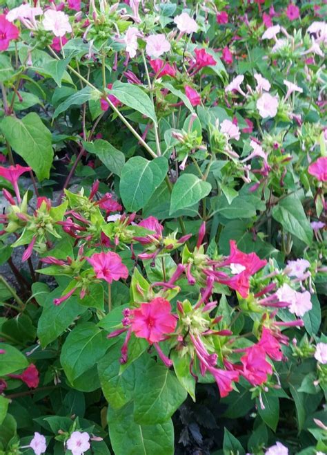 Mirabilis Jalapa mixed colours - Anglia Bulb Company