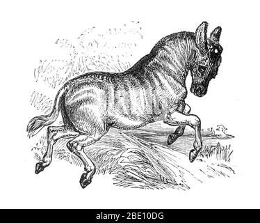 Quagga, Equus quagga quagga, extinct. Subspecies of the plains zebra ...