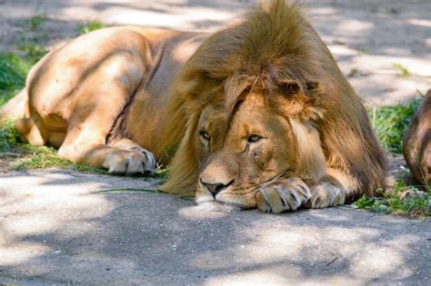 Premium Photo | Lion sitting resting on the grass strong lion sitting resting on the grass