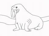 Walrus coloring Page  ColouringPages sketch template