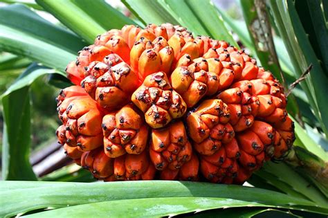 Dứa dại-Pandanus tectorius , Pandanaceae